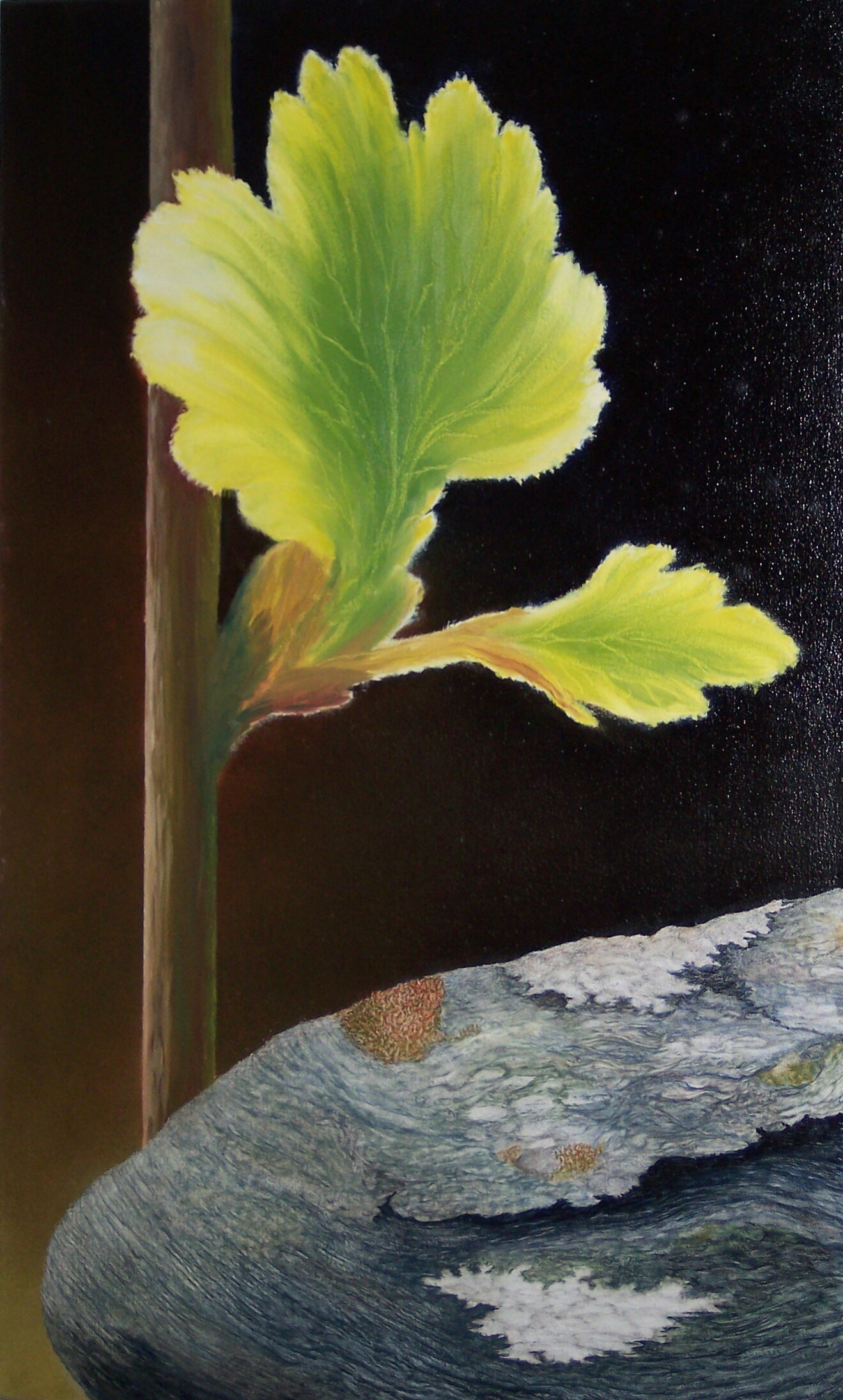 Et nytt, mykt blad okser fram over en mosegrodd stein mot en olivenbrun bakgrunn